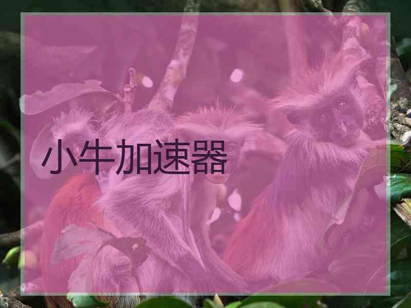 小牛加速器