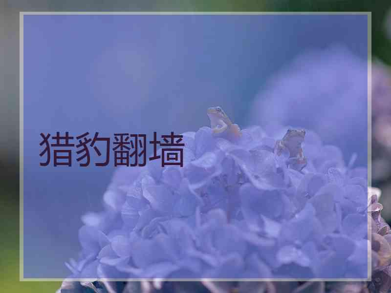 猎豹翻墙