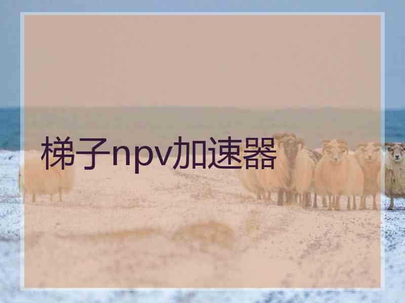 梯子npv加速器